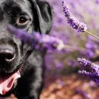 Jean-Marc PENRATH - STUDIO DES VIGNES D'AVARICUM